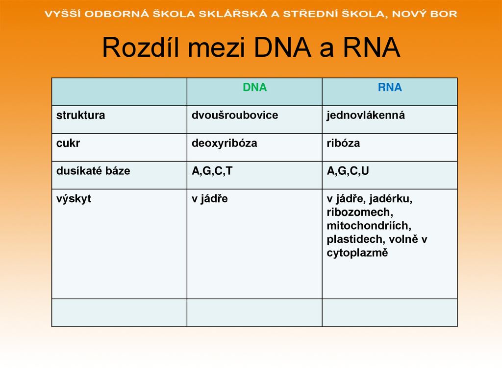 Molekulární základy genetiky ppt stáhnout